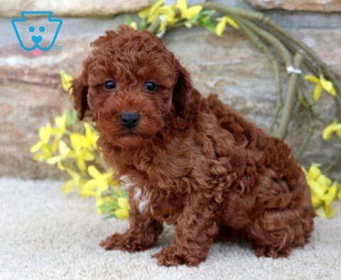 Nate Toy Poodle