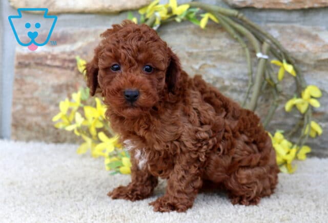 Nate Toy Poodle image