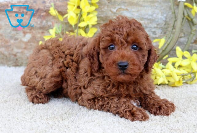 Nate Toy Poodle2 image