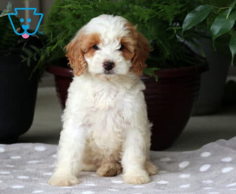 Nelly Mini Goldendoodle