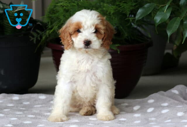 Nelly Mini Goldendoodle image