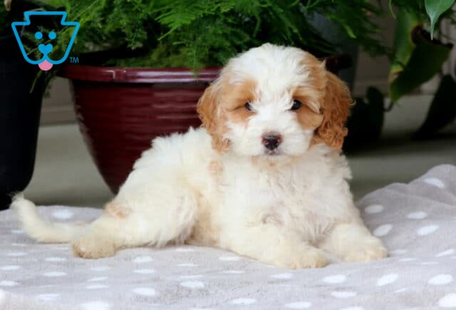 Nelly Mini Goldendoodle2 image