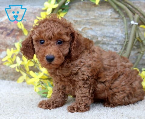 Nevon Toy Poodle
