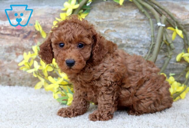 Nevon Toy Poodle image
