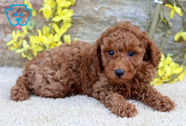 Nevon Toy Poodle2 image