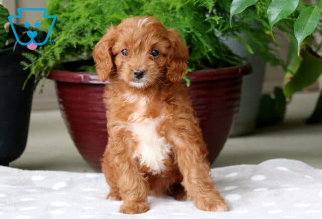 Nikki Mini Goldendoodle image