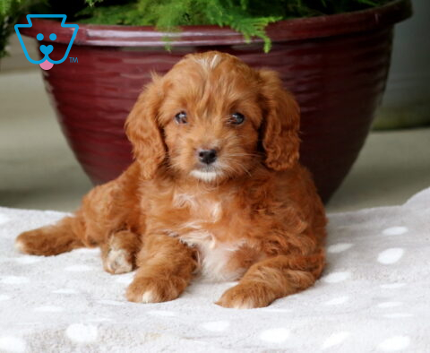 Nikki Mini Goldendoodle2