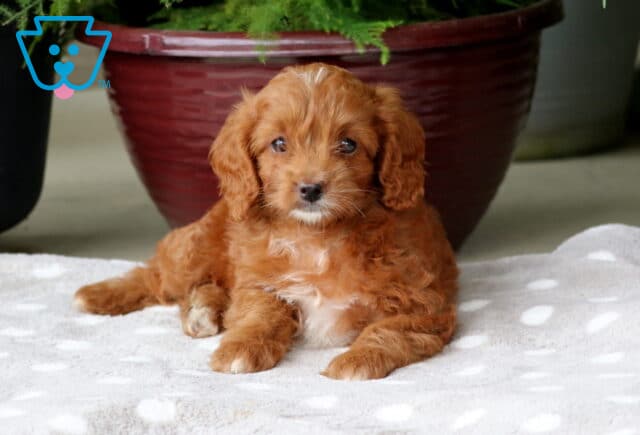 Nikki Mini Goldendoodle2 image