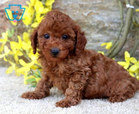 Nikki Toy Poodle