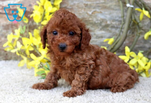 Nikki Toy Poodle image