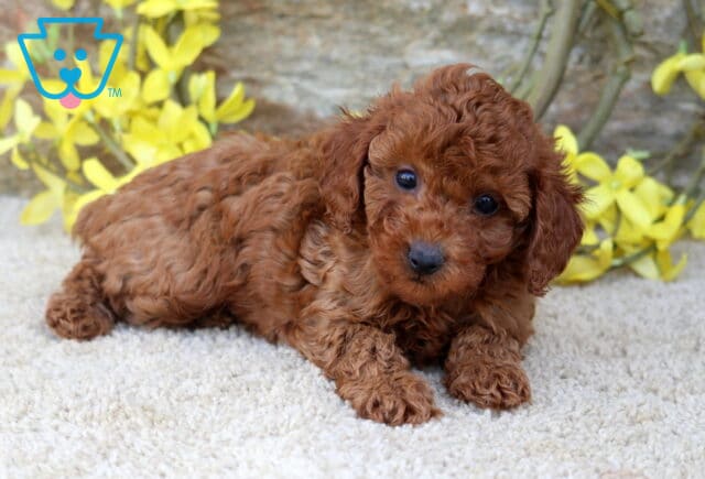 Nikki Toy Poodle2 image
