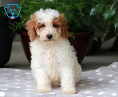 Nina Mini Goldendoodle