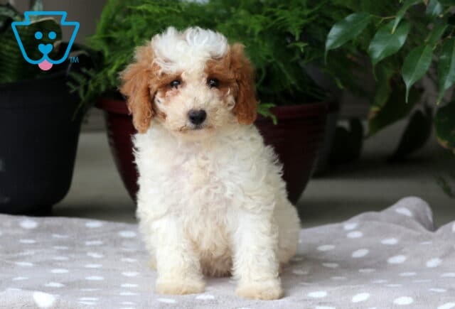 Nina Mini Goldendoodle image