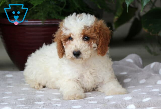 Nina Mini Goldendoodle2 image