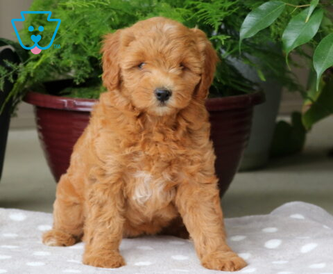 Nori Mini Goldendoodle