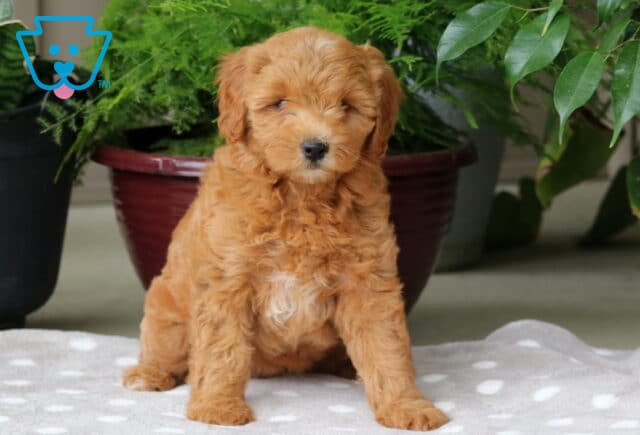 Nori Mini Goldendoodle image