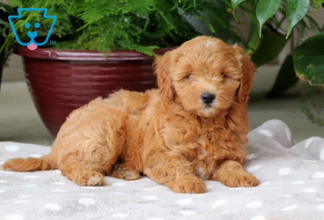 Nori Mini Goldendoodle2 image
