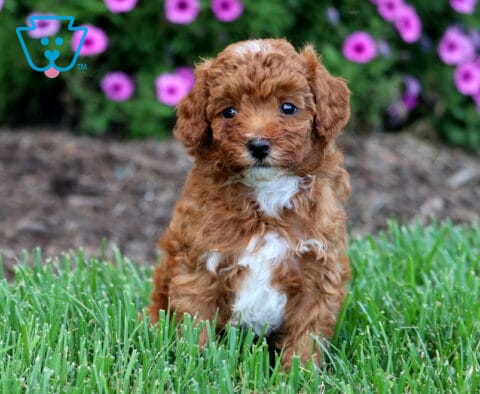 Olive Toy Poodle