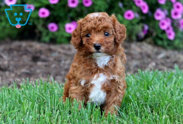 Olive Toy Poodle image