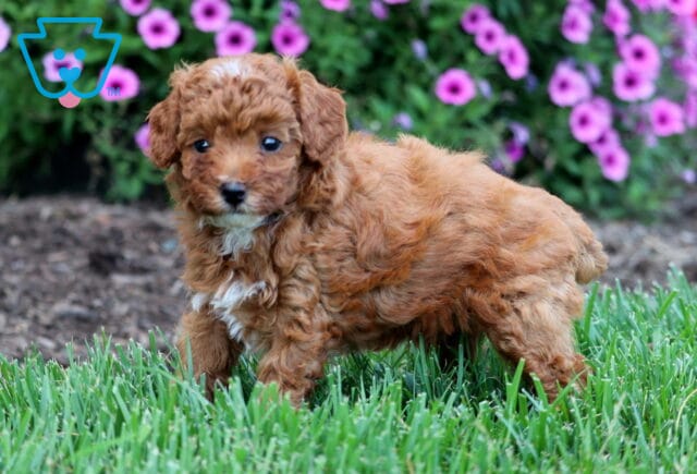 Olive Toy Poodle2 image