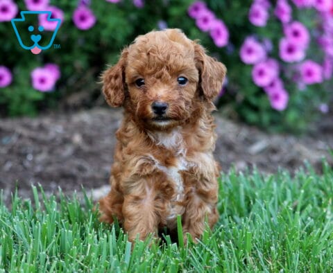 Oliver Toy Poodle