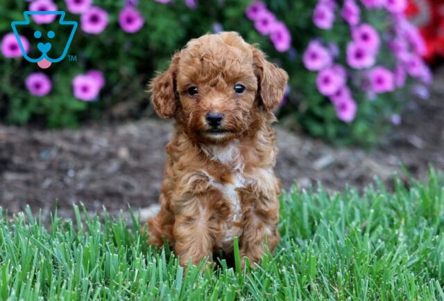 Oliver Toy Poodle image