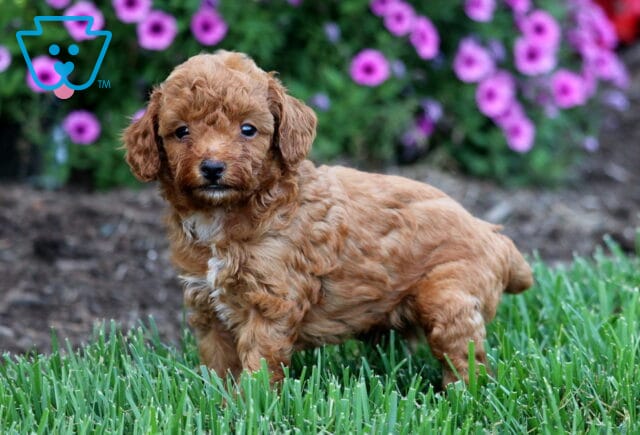 Oliver Toy Poodle2 image