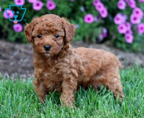 Olivia Toy Poodle