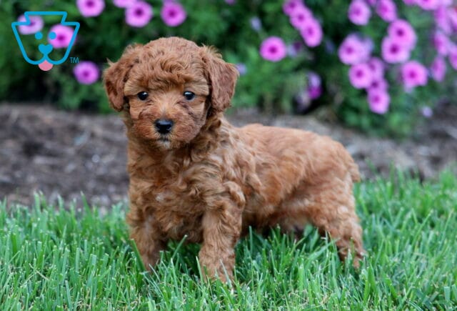 Olivia Toy Poodle image