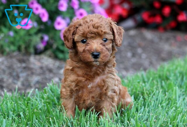Olivia Toy Poodle2 image
