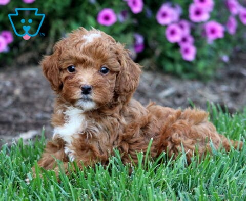 Ollie Toy Poodle