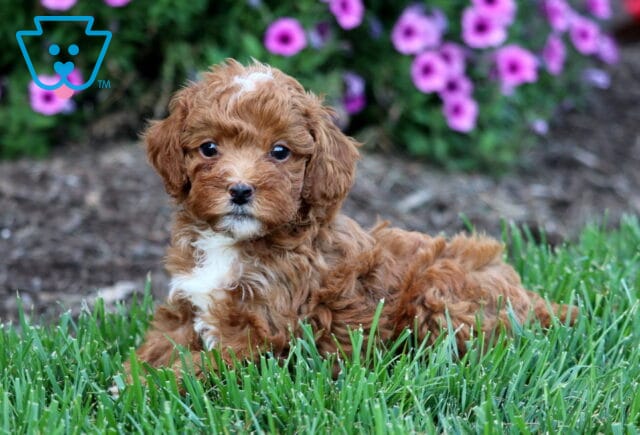 Ollie Toy Poodle image