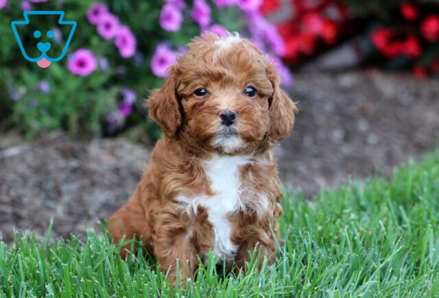 Ollie Toy Poodle2 image