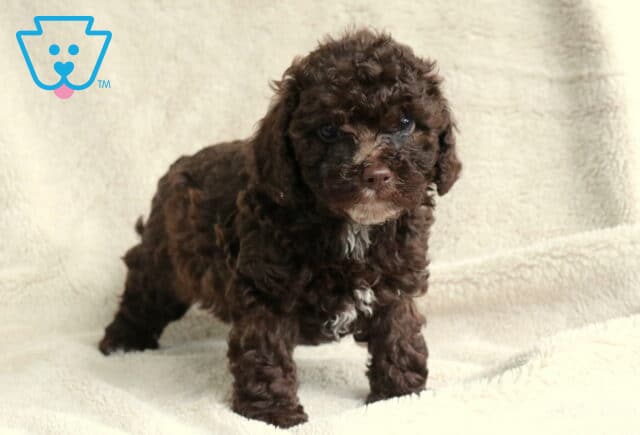 Orchid Toy Poodle image