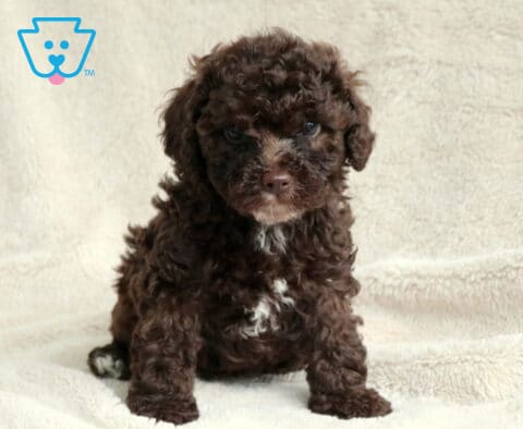 Orchid Toy Poodle2