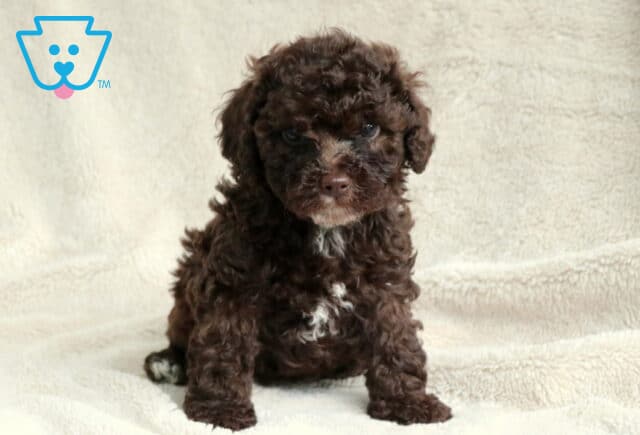 Orchid Toy Poodle2 image