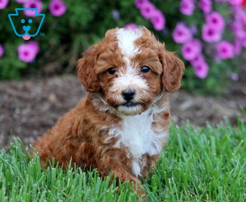 Otis Toy Poodle