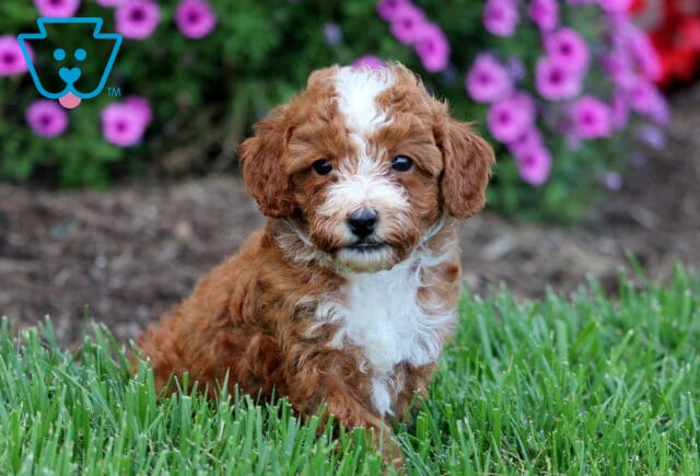 Otis Toy Poodle image