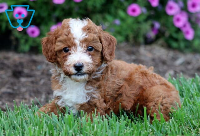 Otis Toy Poodle2 image