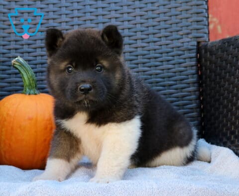 Panther Akita