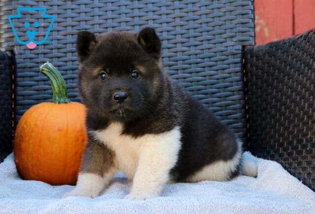 Panther Akita image