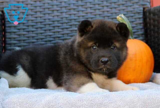 Panther Akita2 image