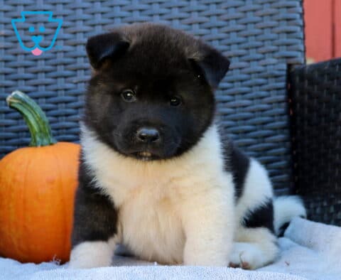 Fluffy black and white Akita puppy sitting upright on a soft blanket beside an orange pumpkin, with a dark face and bright white chest.