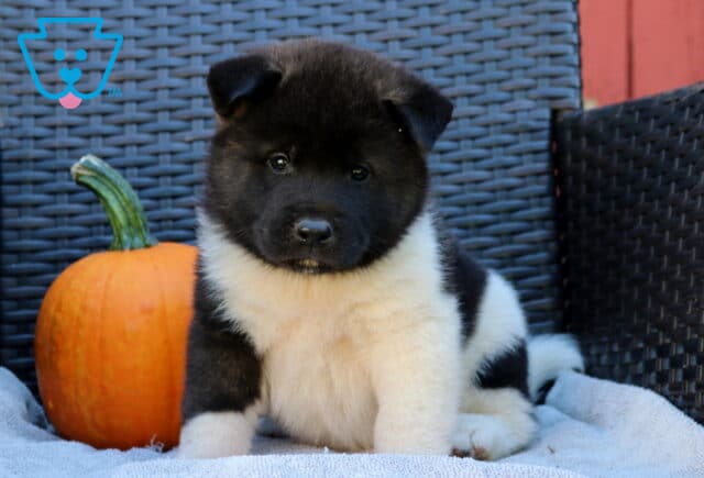 Patch Akita image