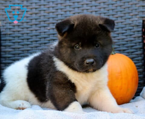 Patch Akita2