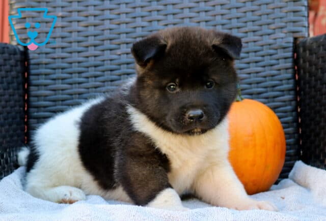 Patch Akita2 image