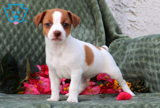 Pauly Jack Russell image