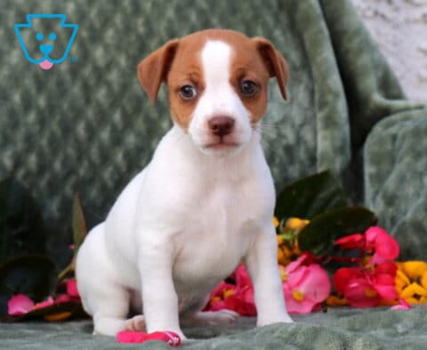 Pauly Jack Russell2