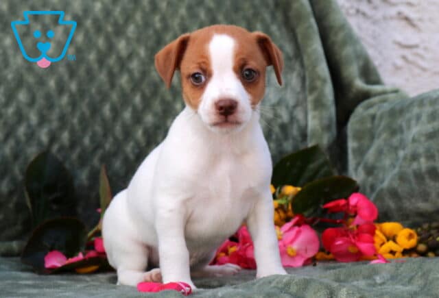 Pauly Jack Russell2 image
