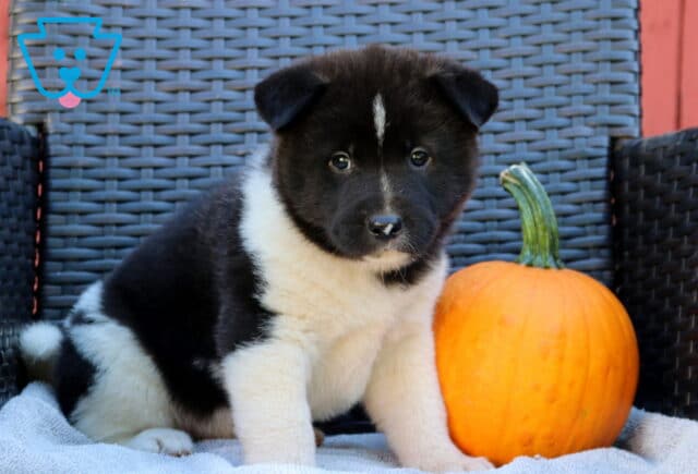 Paws Akita image